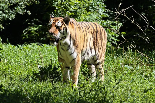 O tigre siberiano, Panthera tigris altaica no zoológico — Fotografia de Stock