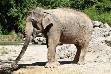 Asya fili, Elephas maximus Asya fili olarak da bilinir