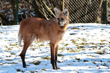 Maned Wolf, Chrysocyon brachyurus Güney Amerika 'nın en büyük kanididir.