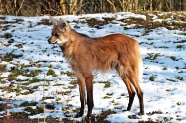 Maned Wolf, Chrysocyon brachyurus Güney Amerika 'nın en büyük kanididir.