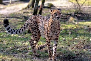 Çita, Acinonyx jubatus, güzel memeli hayvan Hayvanat Bahçesi