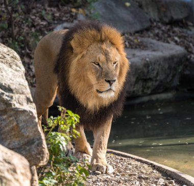 Aslan, Panthera leo cins Panthera dört büyük kedilerde biridir
