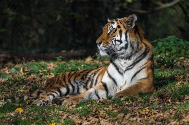 Sibirya kaplanı, Panthera tigris altaica Hayvanat Bahçesi