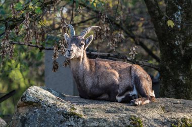 Erkek dağ dağ keçisi ya da bir kayaya oturan capra ibex