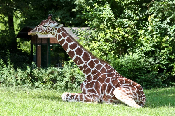 La giraffa, Giraffa camelopardalis è un mammifero africano — Foto Stock