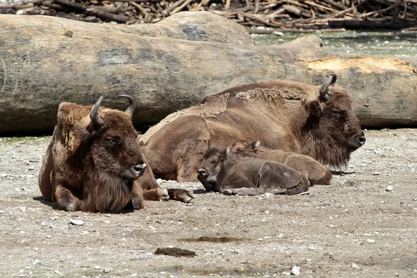 Wisent or european bison, Bison bonasus in a german zoo