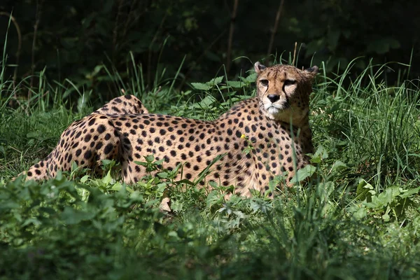 Cheetah, Acinonyx jubatus, belo animal de mamíferos no zoológico — Fotografia de Stock