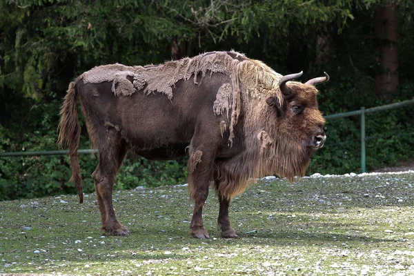 Mądry lub europejski żubr, Bison bonasus w niemieckim zoo — Zdjęcie stockowe