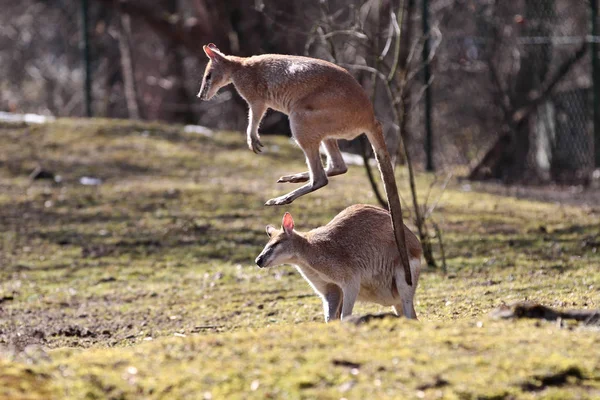 Canguru vermelho, Macropus rufus em um zoológico alemão — Fotografia de Stock