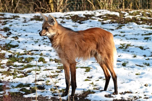 Maned Wolf, Chrysocyon brachyurus je největší kánon Jižní Ameriky — Stock fotografie