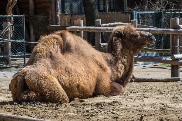 Kétpúpú teve, egy német állatkertben Camelus bactrianus — Stock Fotó