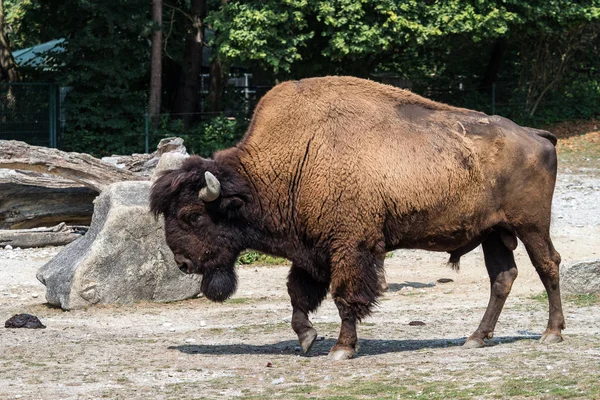 Búfalo americano conocido como bisonte, Bos bisonte en el zoológico — Foto de Stock