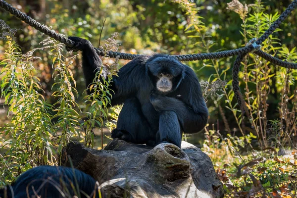 Siamang, Symphalangus syndactylus является древесно-меховым гиббоном — стоковое фото