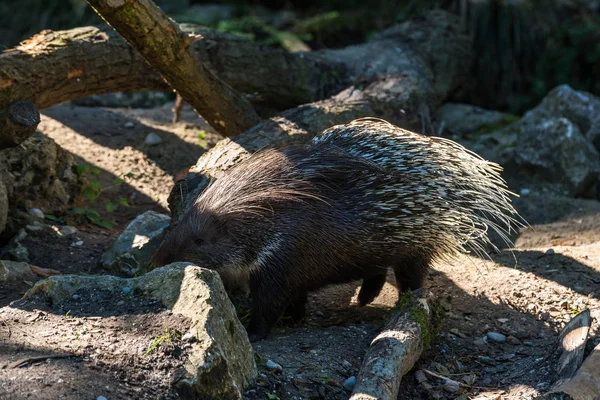 Porcupine à crête indienne, Hystrix indica dans un zoo allemand — Photo