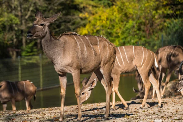 Greater kudu, Tragelaphus strepsiceros es un antílope forestal — Foto de Stock