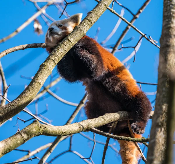 El panda rojo, Ailurus fulgens, también llamado el panda menor . — Foto de Stock