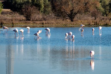 Büyük Flamingolar Içinde Lagoon Fuente de Piedra, Endülüs, İspanya