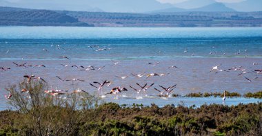 Büyük Flamingolar Içinde Lagoon Fuente de Piedra, Endülüs, İspanya