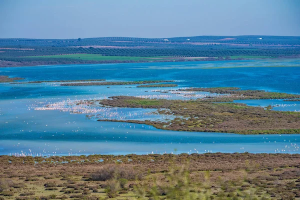 Nagyobb flamingók in Lagoon Fuente de Piedra, Andalúzia, Spanyolország — Stock Fotó