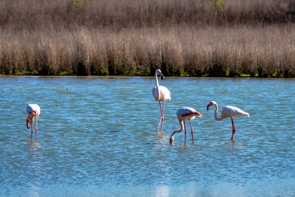 Flamants roses en Lagoon Fuente de Piedra, Andalousie, Espagne — Photo