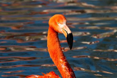Amerikan flamingo, Phoenicopterus ruber büyük flamingo familyasından bir