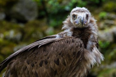 Boz akbaba veya Avrasya kara akbaba, Aegypius monachus