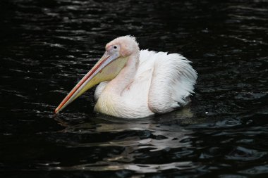Büyük beyaz pelikan, Pelecanus onocrotalus Hayvanat Bahçesi