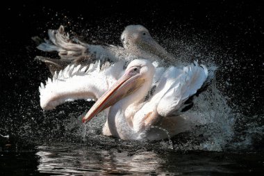 Büyük beyaz pelikan, Pelecanus onocrotalus Hayvanat Bahçesi