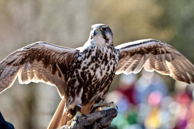 Bıyıklı Şahin, Falco biarmicus bir Alman doğa parkı
