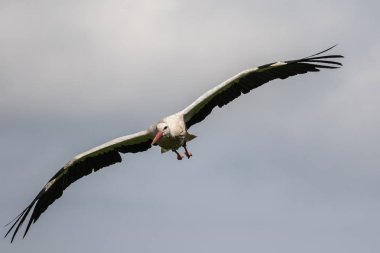 Uçan Avrupa beyaz leylek Ciconia ciconia bir Alman Doğa Parkı