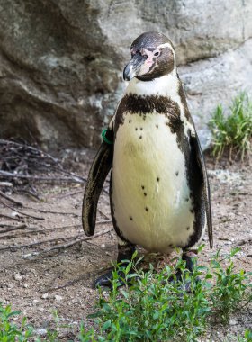 Humboldt pengueni, Spheniscus humboldti Hayvanat Bahçesi