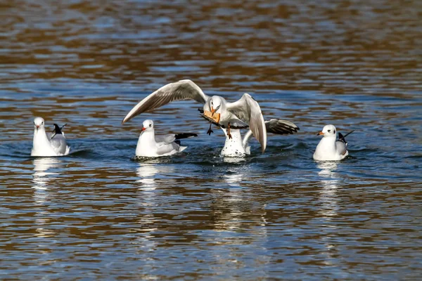 Die Europäische Möwe, Larus argentatus ist eine große Möwe — Stockfoto