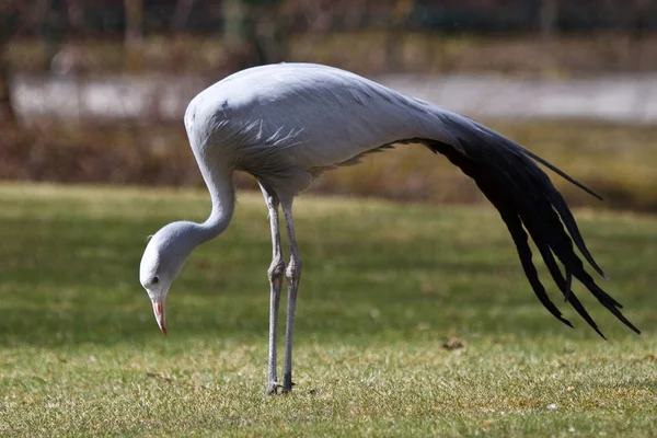 Blue Crane, Grus paradisea, jest zagrożonych ptaków — Zdjęcie stockowe