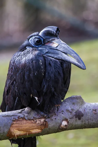 Abessijnse noordelijke grond neushoornvogel, Bucorvus abyssinicus vreemde vogel — Stockfoto