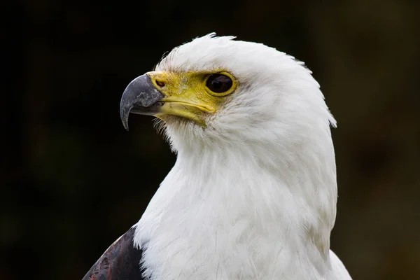 Den afrikanska fisk örn, Haliaeetus vocifer i en naturpark — Stockfoto