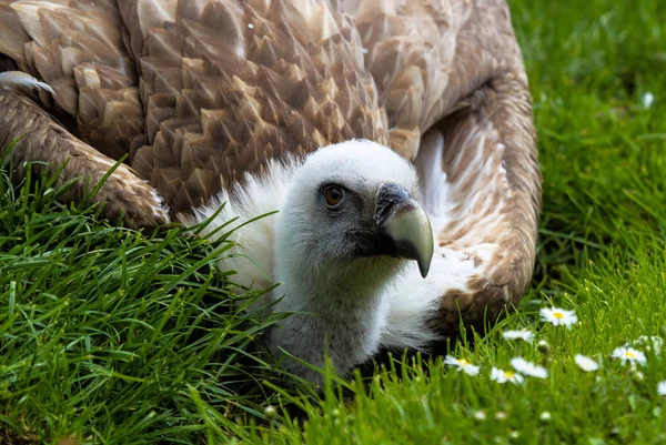 Buitre leonado Gyps fulvus en un parque natural alemán — Foto de Stock