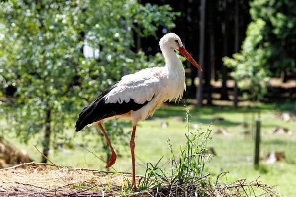 유럽 백색 황새, 독일 자연 공원에서 Ciconia ciconia — 스톡 사진