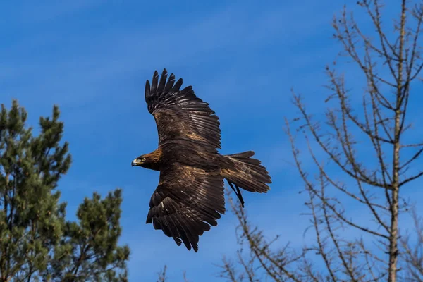 Szirti sas, ül egy ága (Aquila chrysaetos) — Stock Fotó