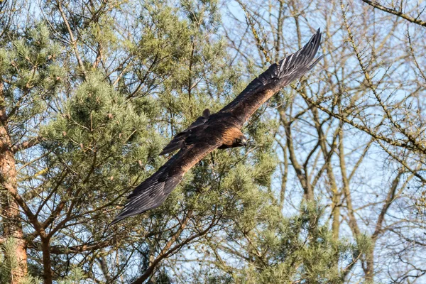 Águila real, Aquila chrysaetos sentado en una rama — Foto de Stock