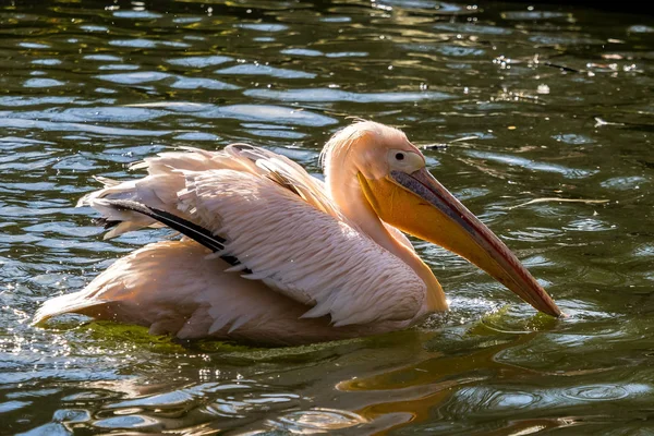 Большой белый пеликан, Pelecanus onocrotalus в зоопарке — стоковое фото