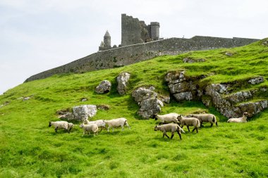 Cashel, County Tipperary İrlanda Rock.
