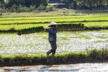 Champasak Vadisi 'nde bir pirinç tarlada çalışan yerel köylüler, Laos