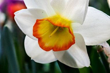Blooming Poets Nergis çiçek, şairler nergis olarak da biliyorum