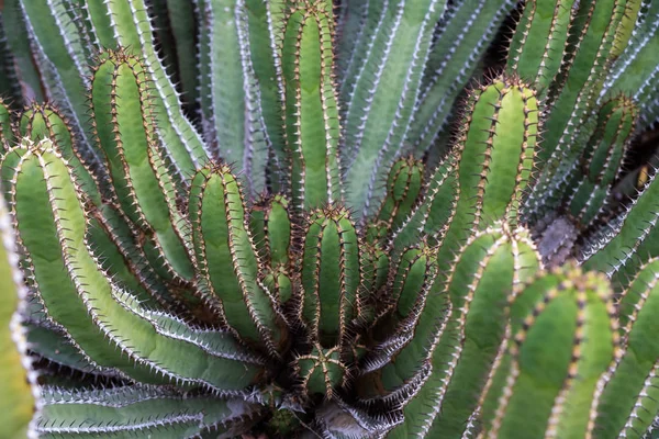Schließen Sie den transvaalen Kandelaber Baum oder Buschkandelaber Euphorbia — Stockfoto