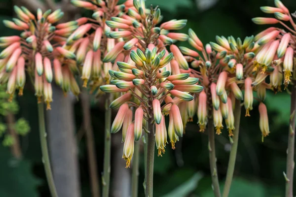 Close-up de um talo de flor de uma planta de Aloe sheilae — Fotografia de Stock