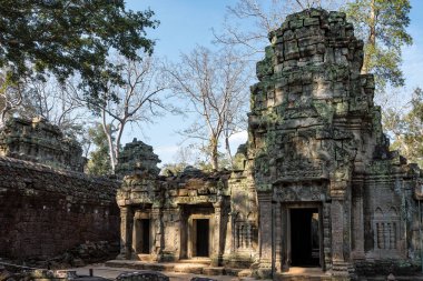 Antik Tapınağı, Ta Prohm, Angkor, Kamboçya