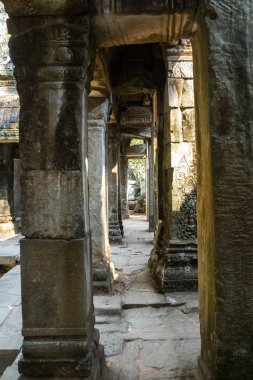 Antik Tapınağı, Ta Prohm, Angkor, Kamboçya