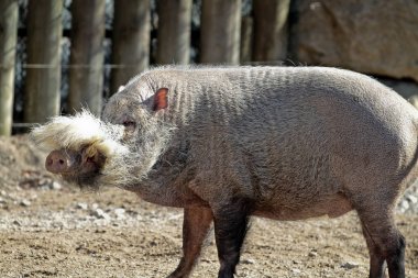 Bornean sakallı domuz, Sus barbatus, sakallı domuz olarak da bilinir.