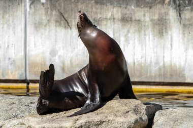 Güney Amerika deniz aslanı, Otaria flavescens Hayvanat Bahçesi