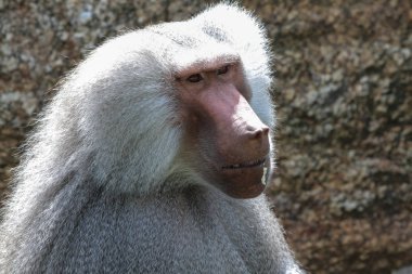 Hamadryas babunu, Papio hamadryas babunu familyasından bir